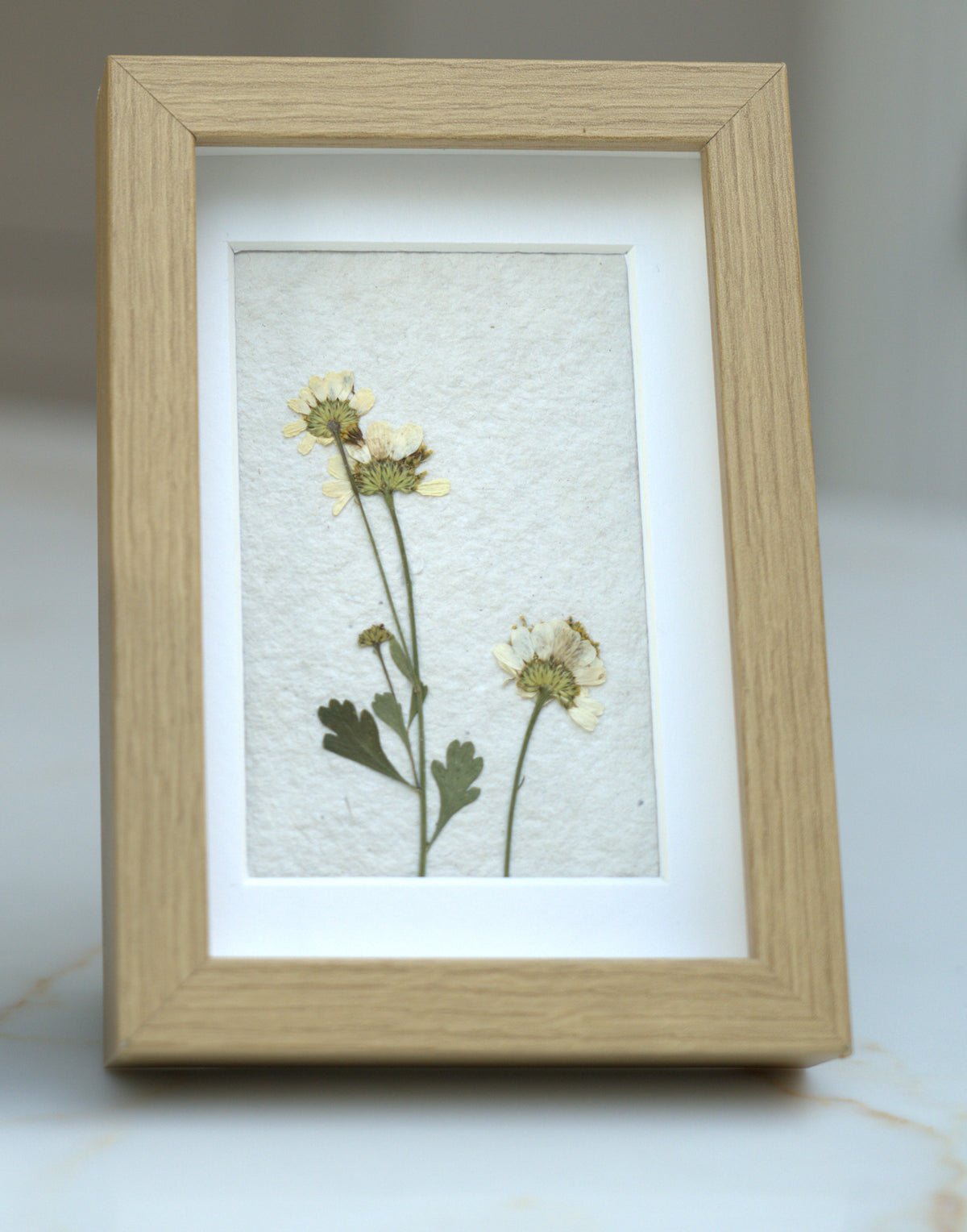Pressed Flowers: Feverfew