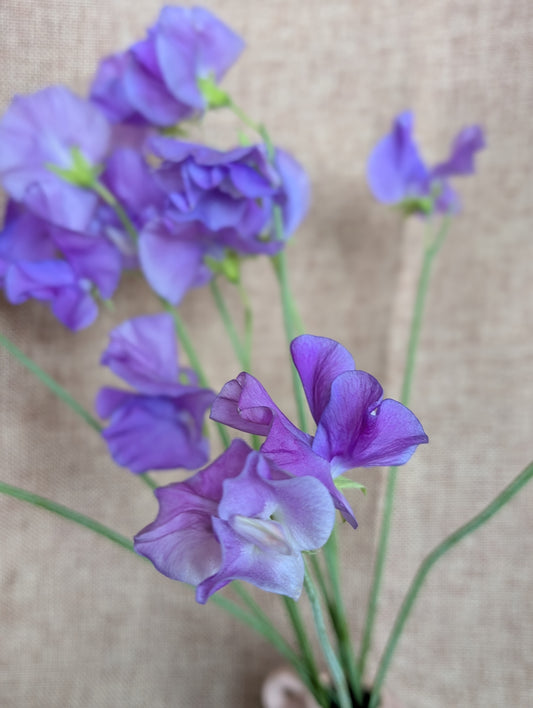 Sweet pea bunch - purplish blue variety 'Blue Velvet'