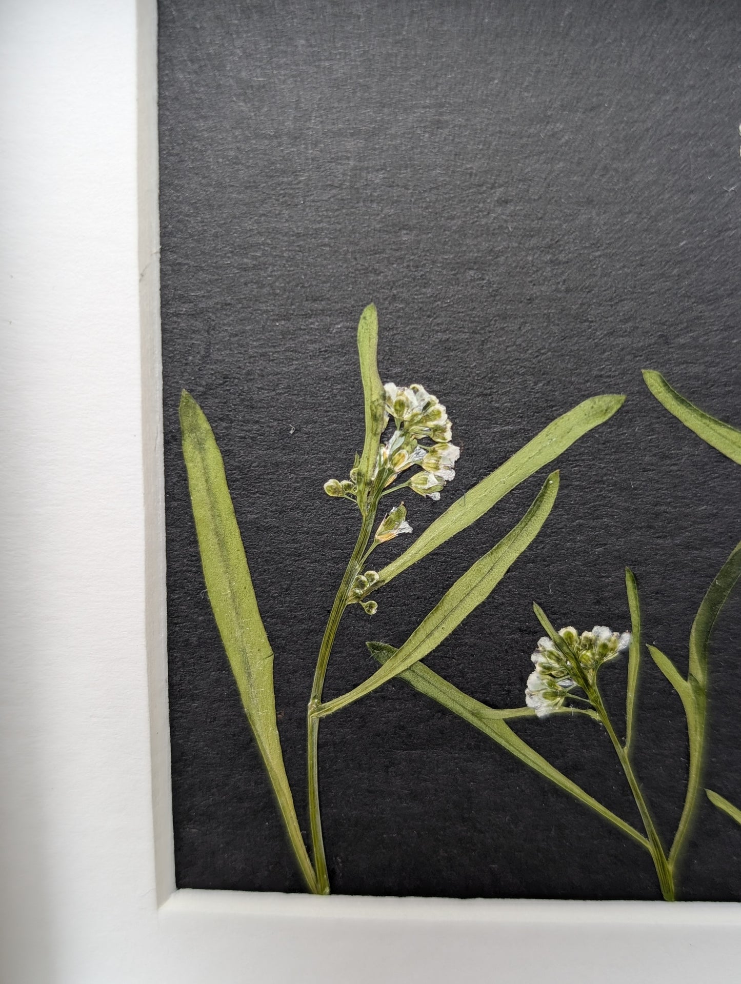 Framed Pressed Flowers: Cress Meadow