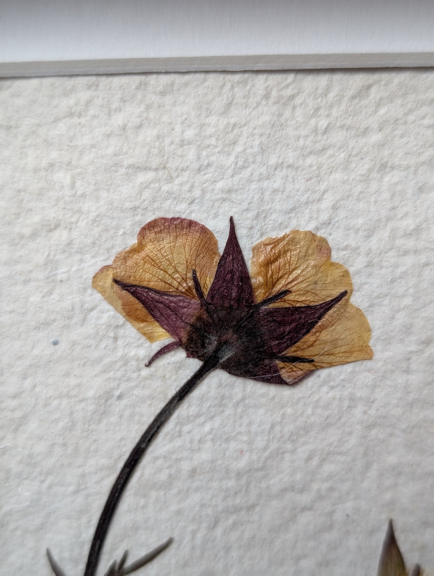 Framed Pressed Flowers: Geum from Spring