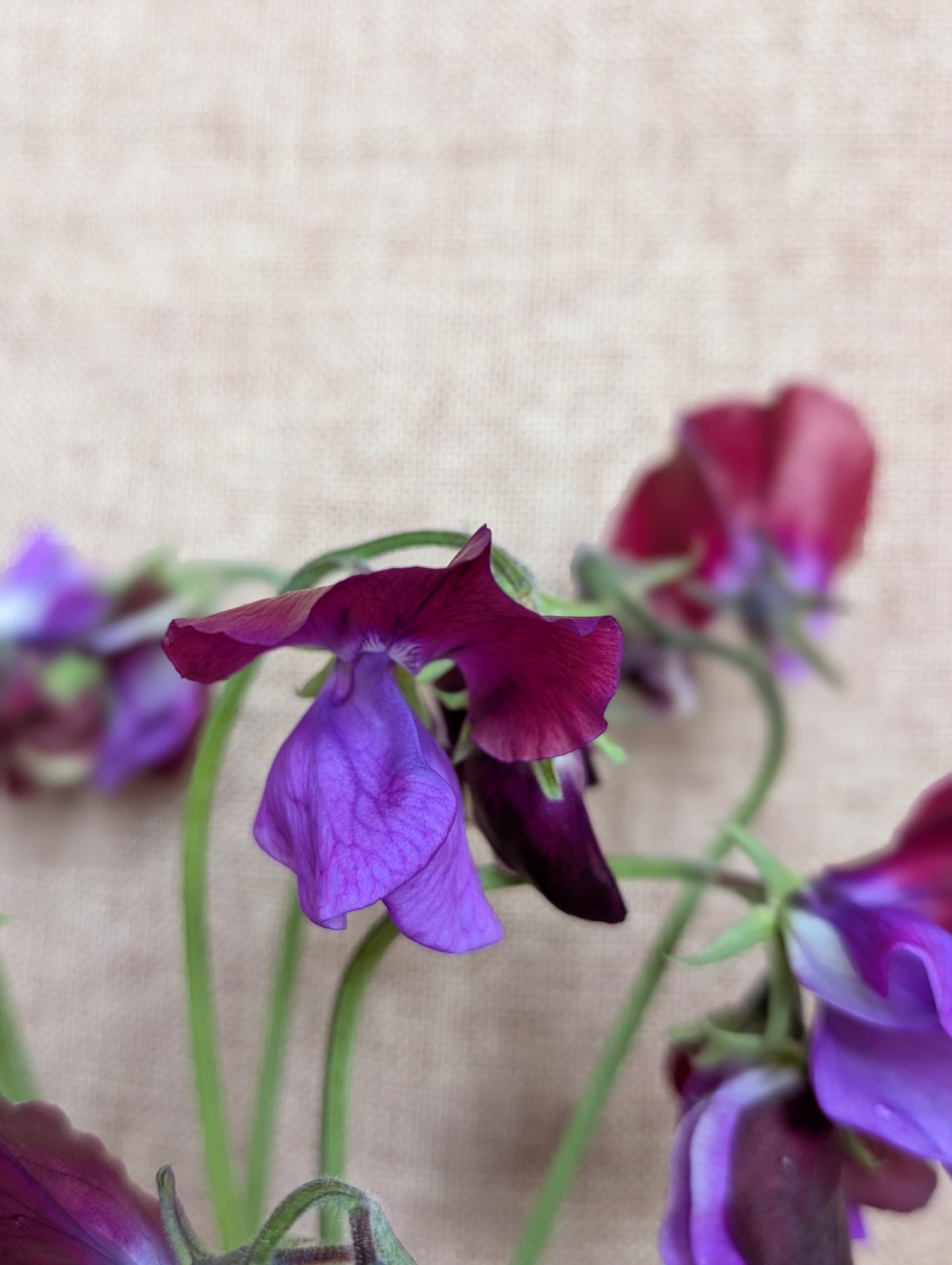 Sweet pea bunch in rich burgundy with purple
