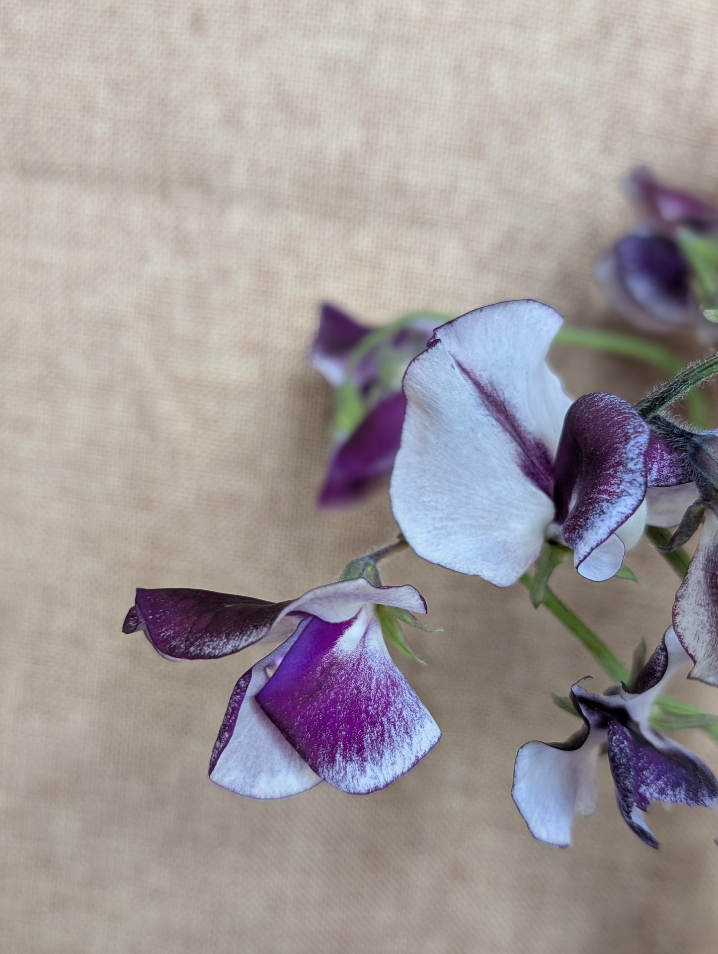 Sweet pea bunch in purple with white