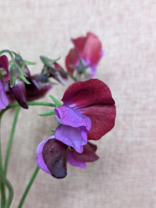 Sweet pea bunch in rich burgundy with purple