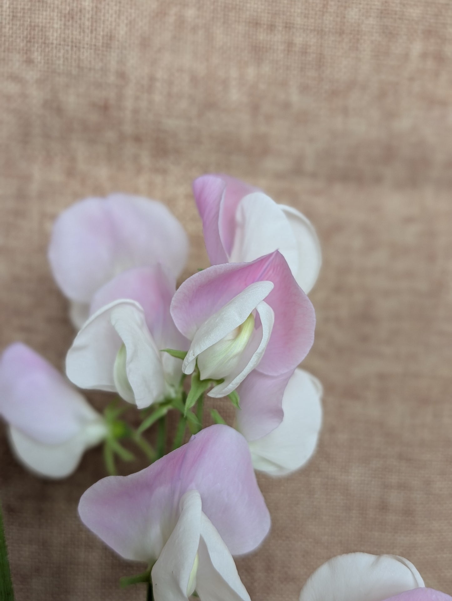 Sweet pea bunch in soft pink and white with great scent