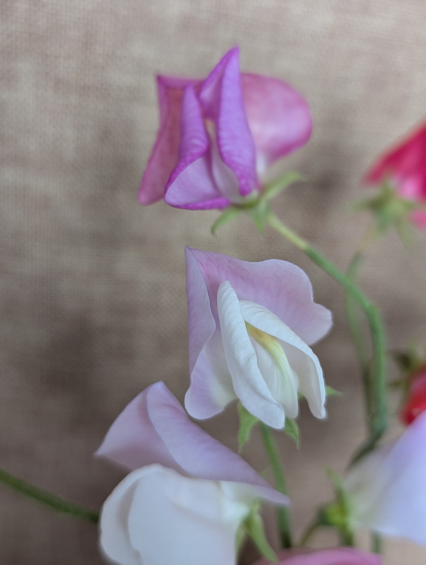 Ranunculus and sweet pea bunch - vibrant