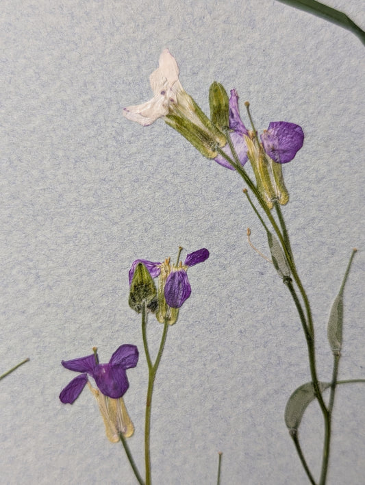 Framed Pressed Flowers: Spring Meadow