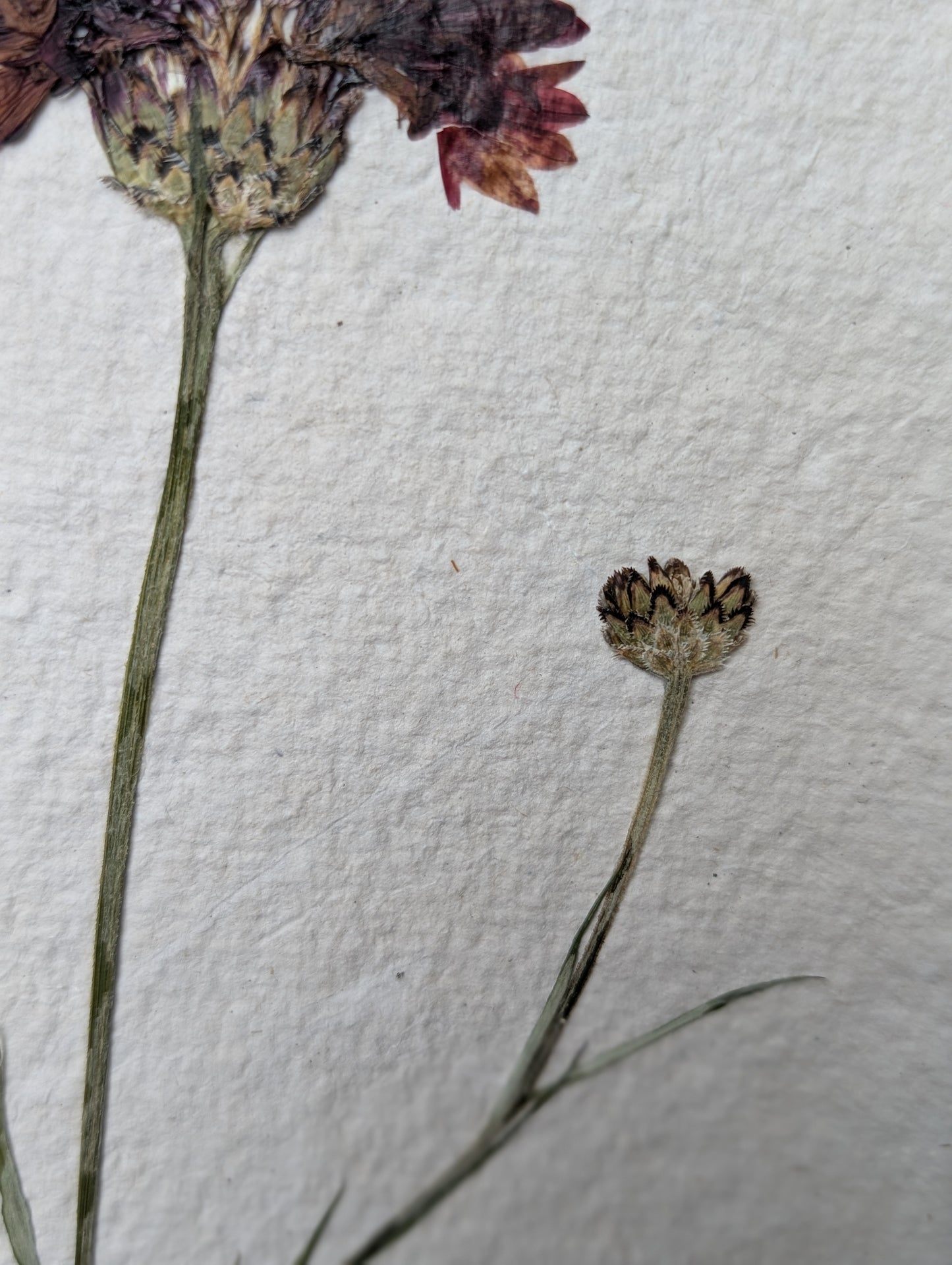 Framed Pressed Flowers: Cornflower field