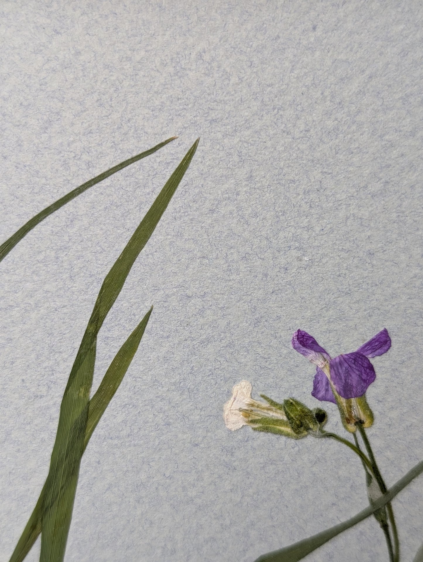 Framed Pressed Flowers: Spring Meadow