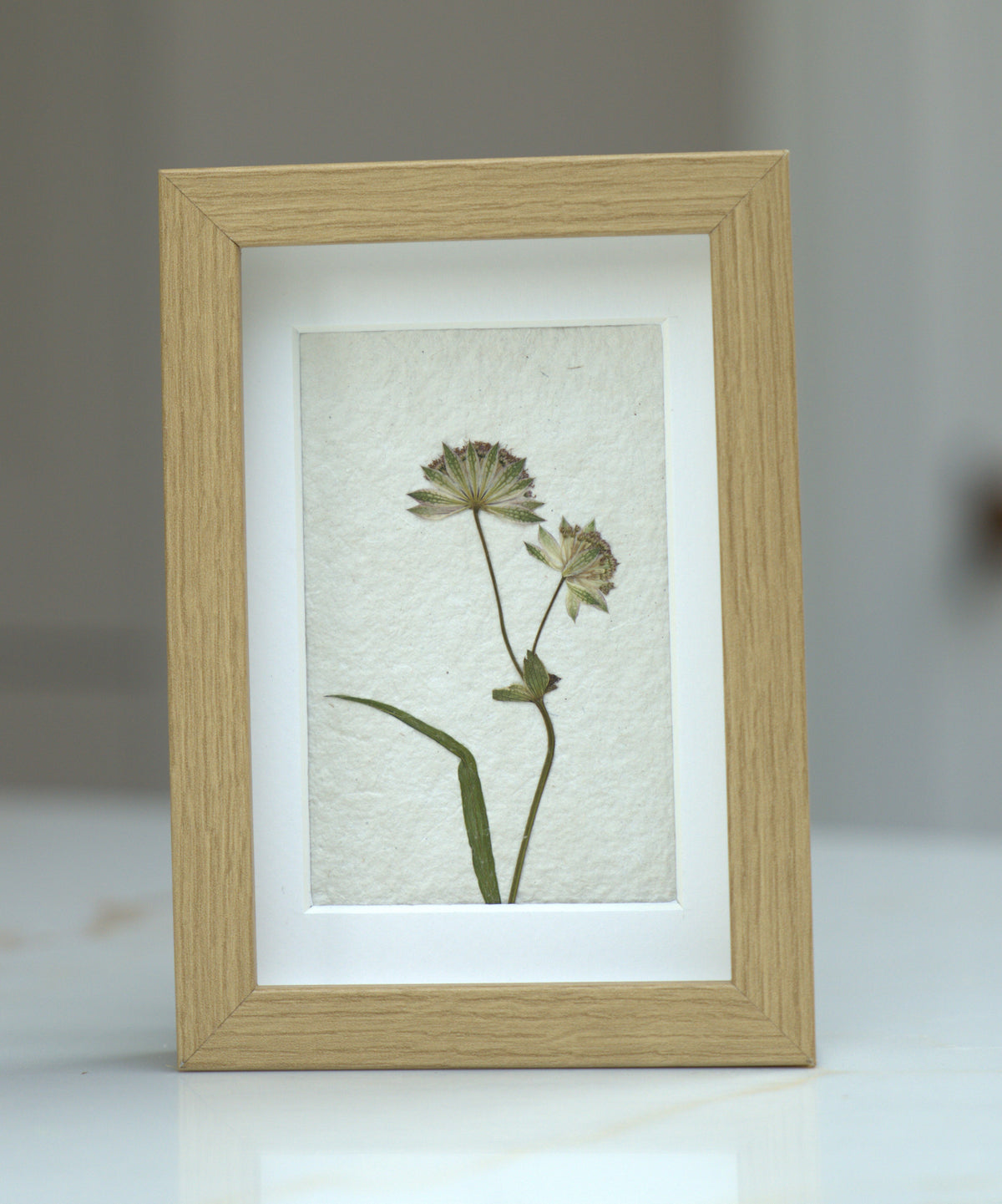 Pressed Flowers: Astrantia