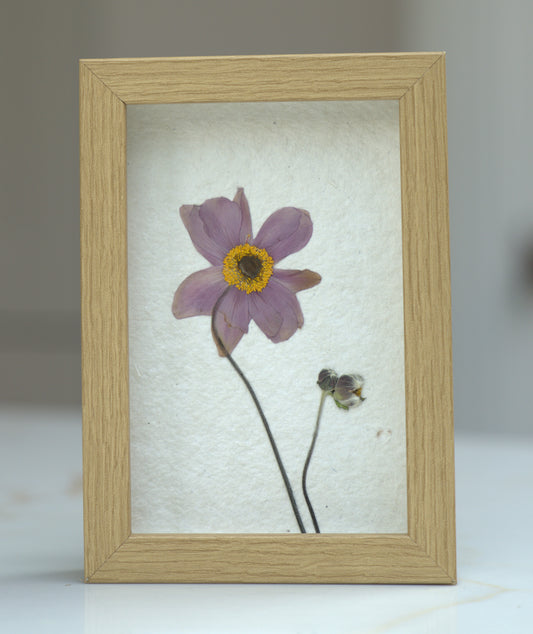 Pressed Flowers: Japanese Anemone