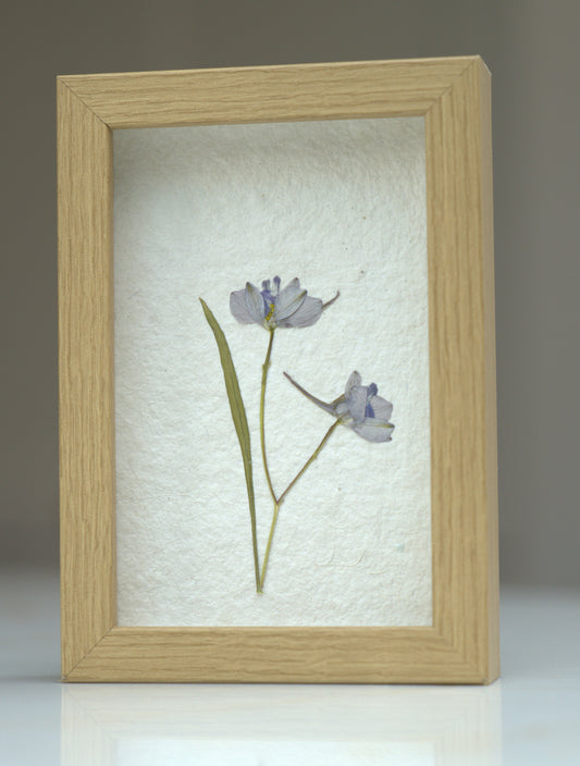 Pressed Flowers: Larkspur