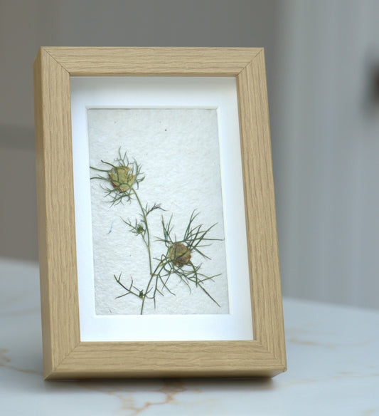Pressed Flowers: Nigella