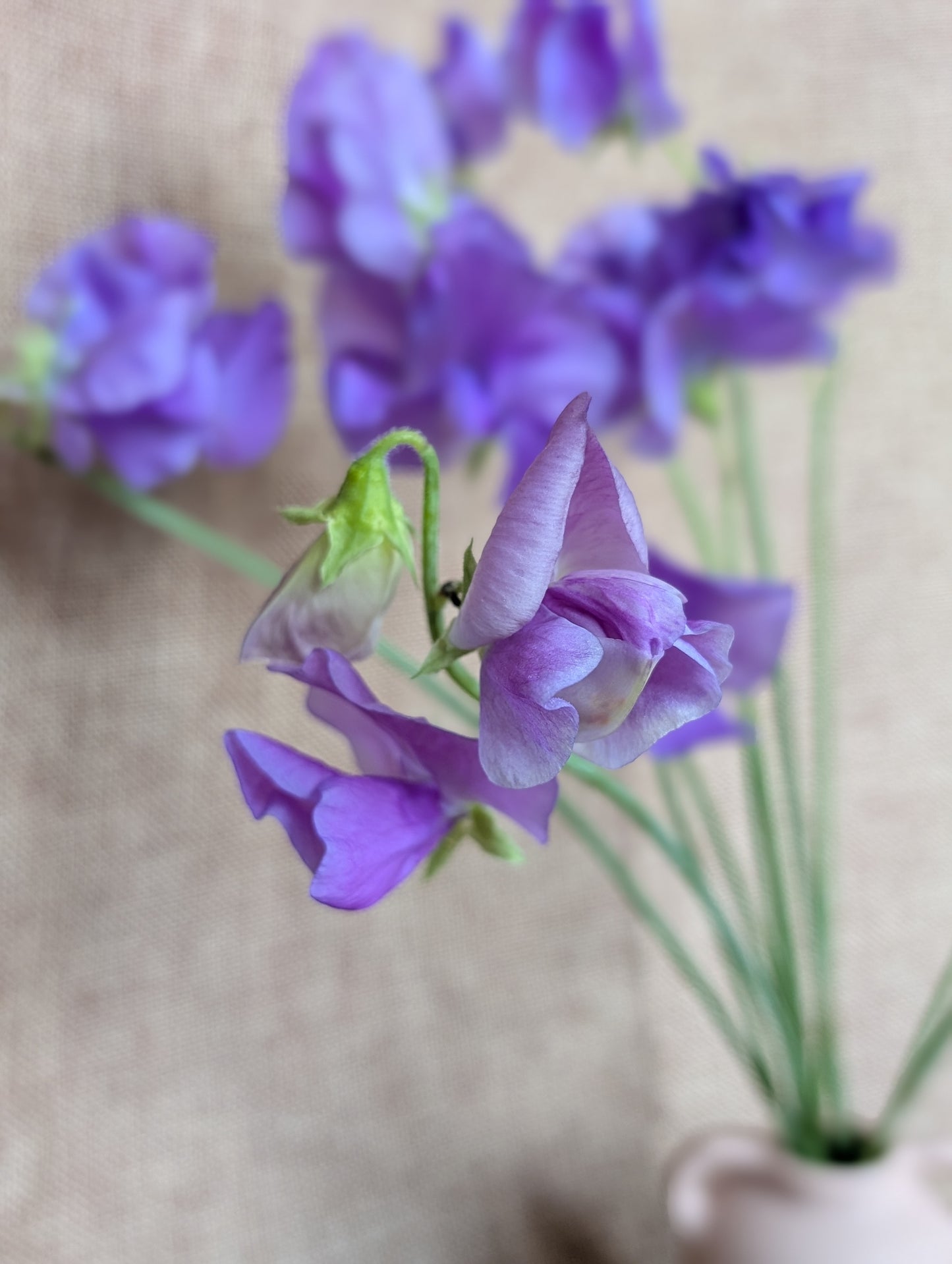 Sweet pea bunch - purplish blue variety 'Blue Velvet'