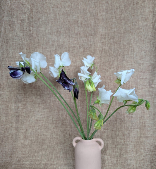 Sweet pea bunch - white variety with great scent