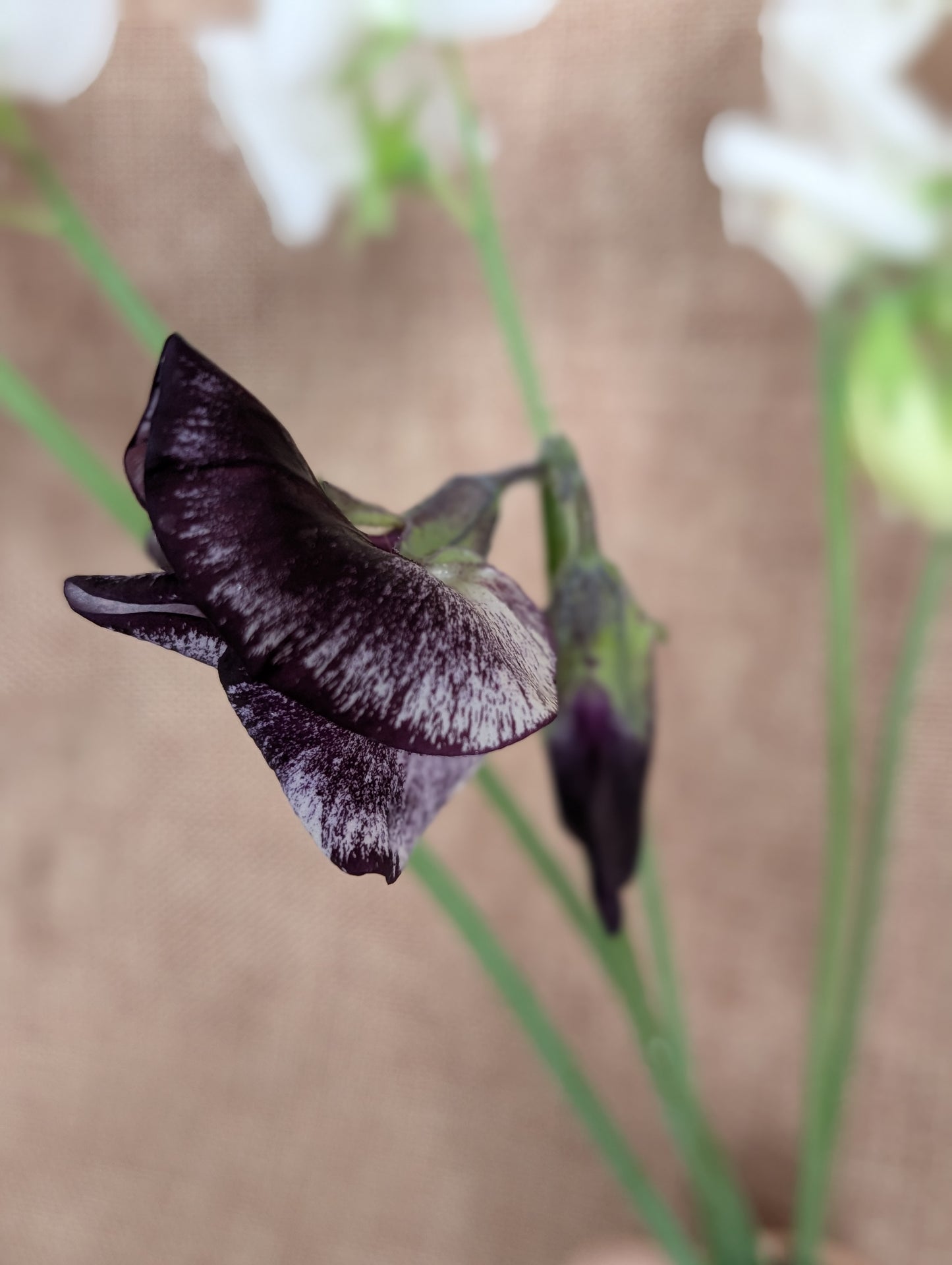 Sweet pea bunch - white variety with great scent