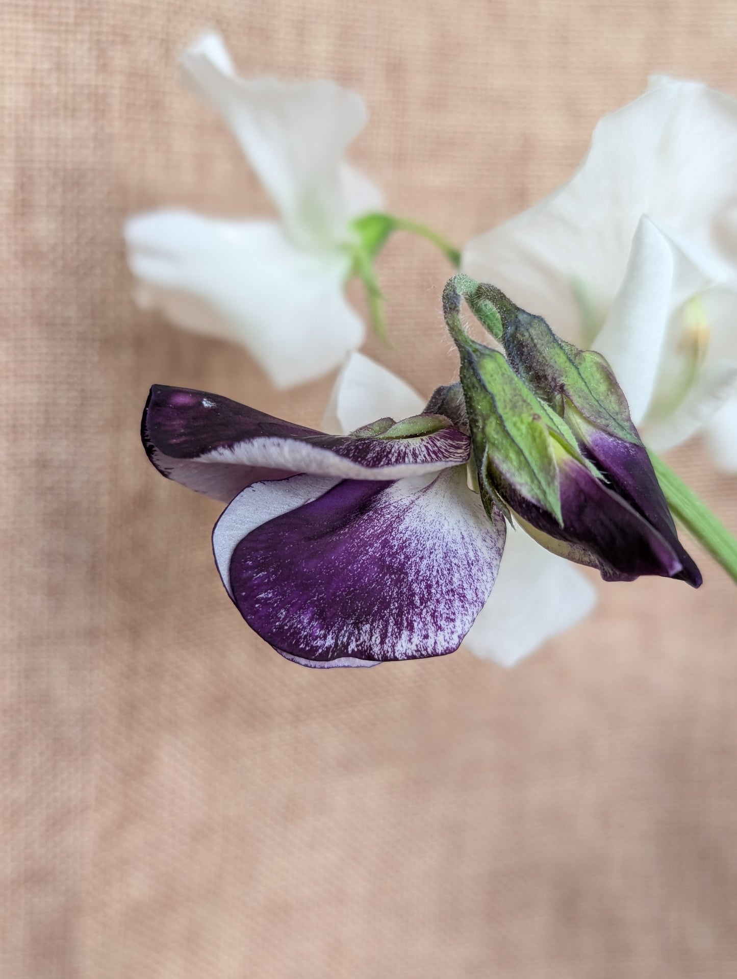 Sweet pea bunch - white variety with great scent