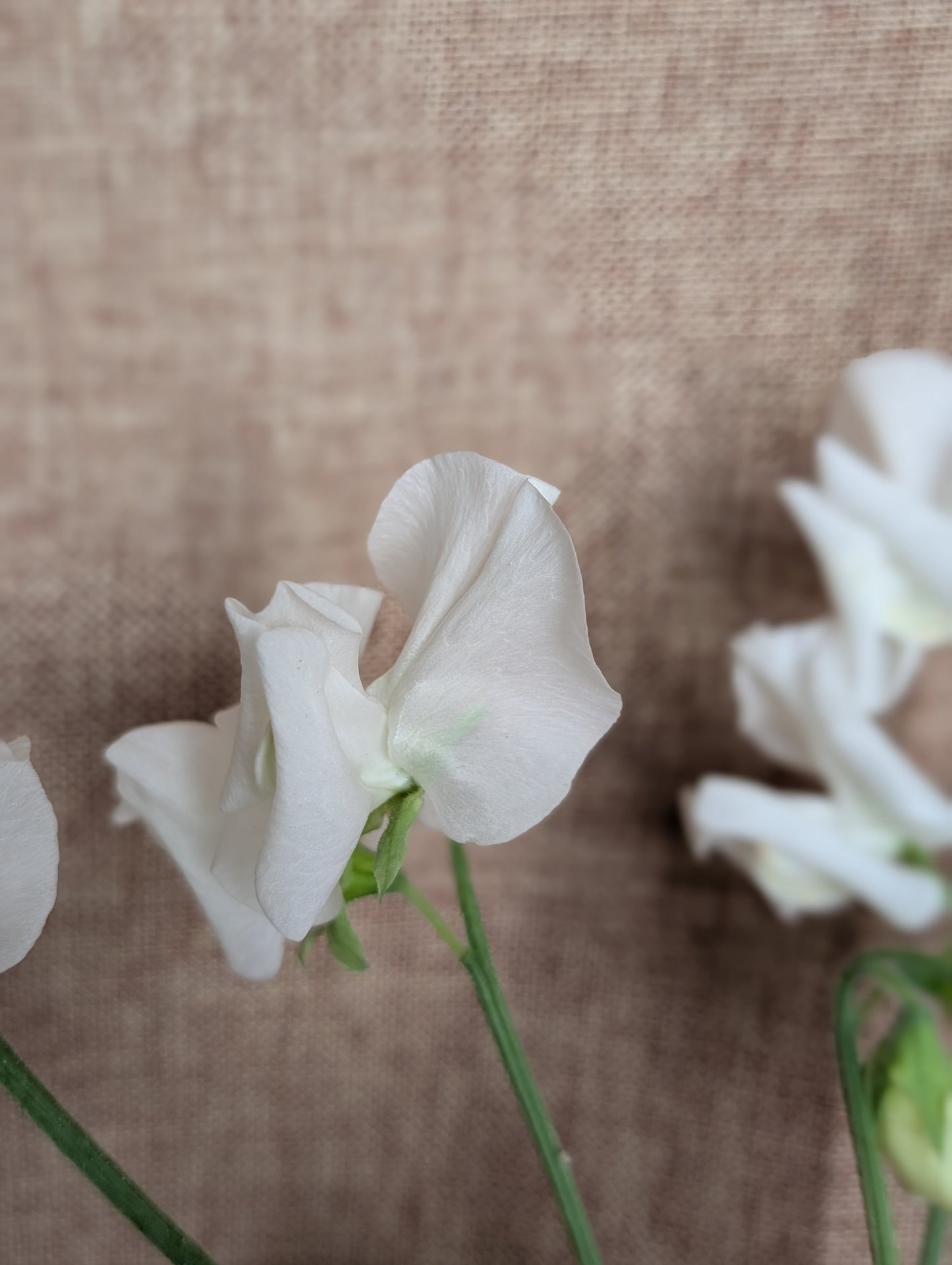 Sweet pea bunch - white variety with great scent