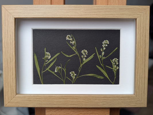 Framed Pressed Flowers: Cress Meadow