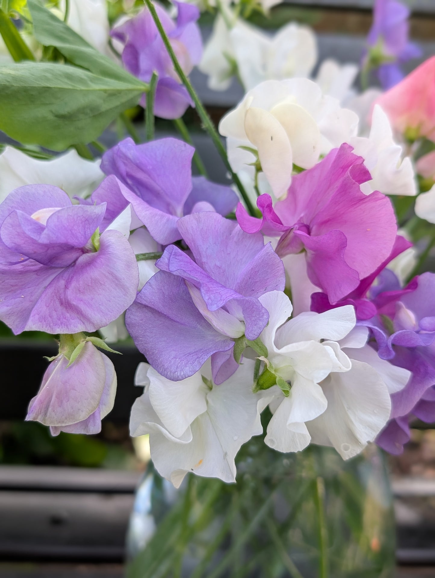 Sweet pea subscription