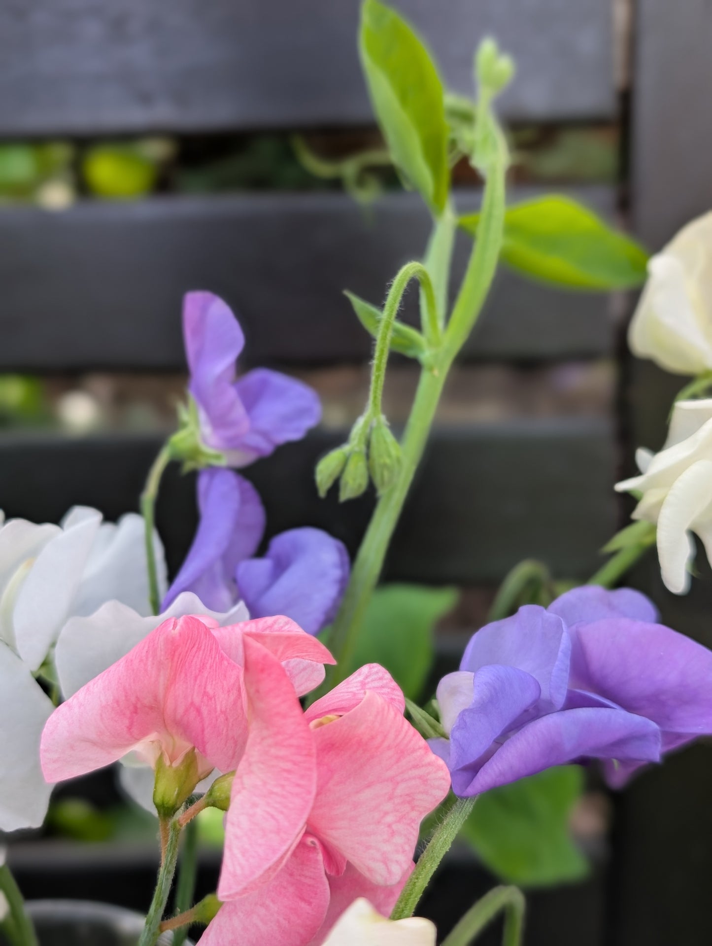 Sweet pea subscription