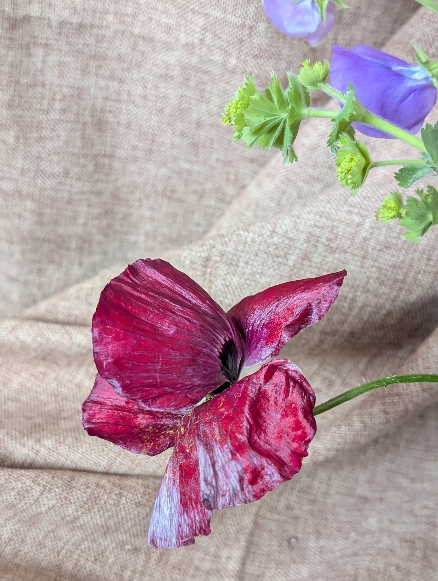 Poppy with sweet pea bunch (free top up to last at least a week)