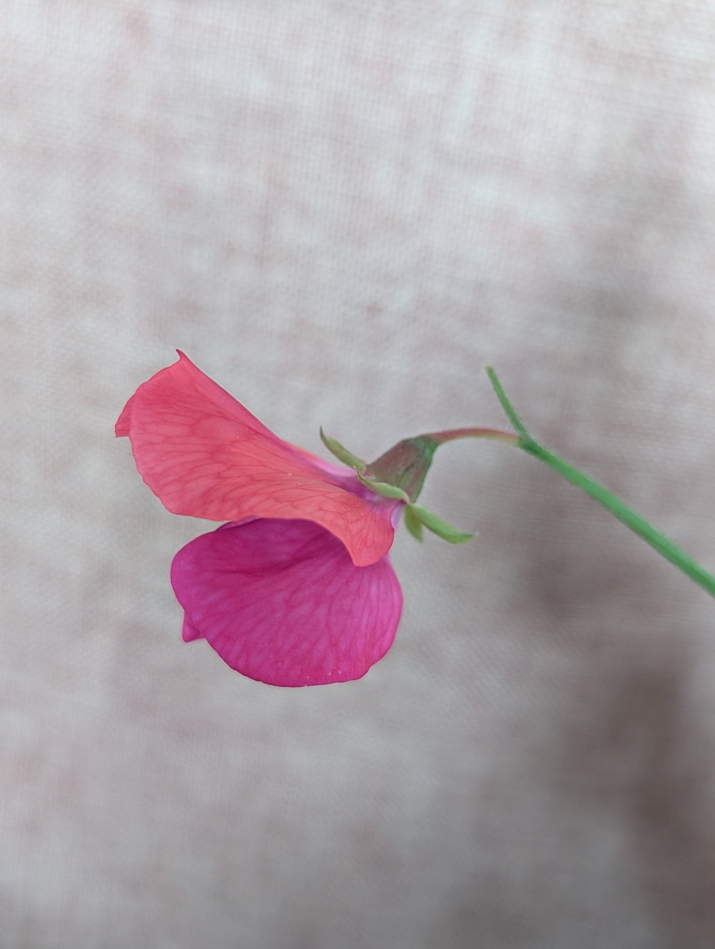 Ranunculus and sweet pea bunch - vibrant