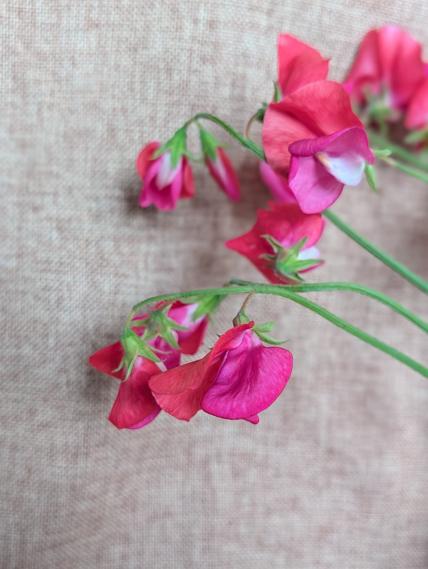 Sweet pea bunch in scarlet colour
