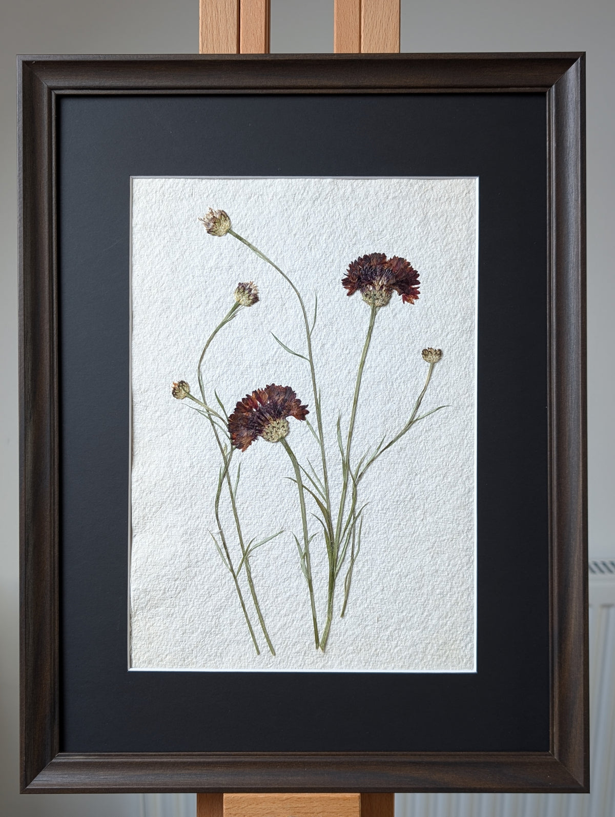 Pressed Flowers: Cornflower 2026