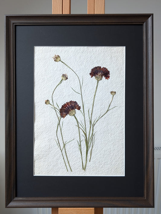 Pressed Flowers: Cornflower 2026