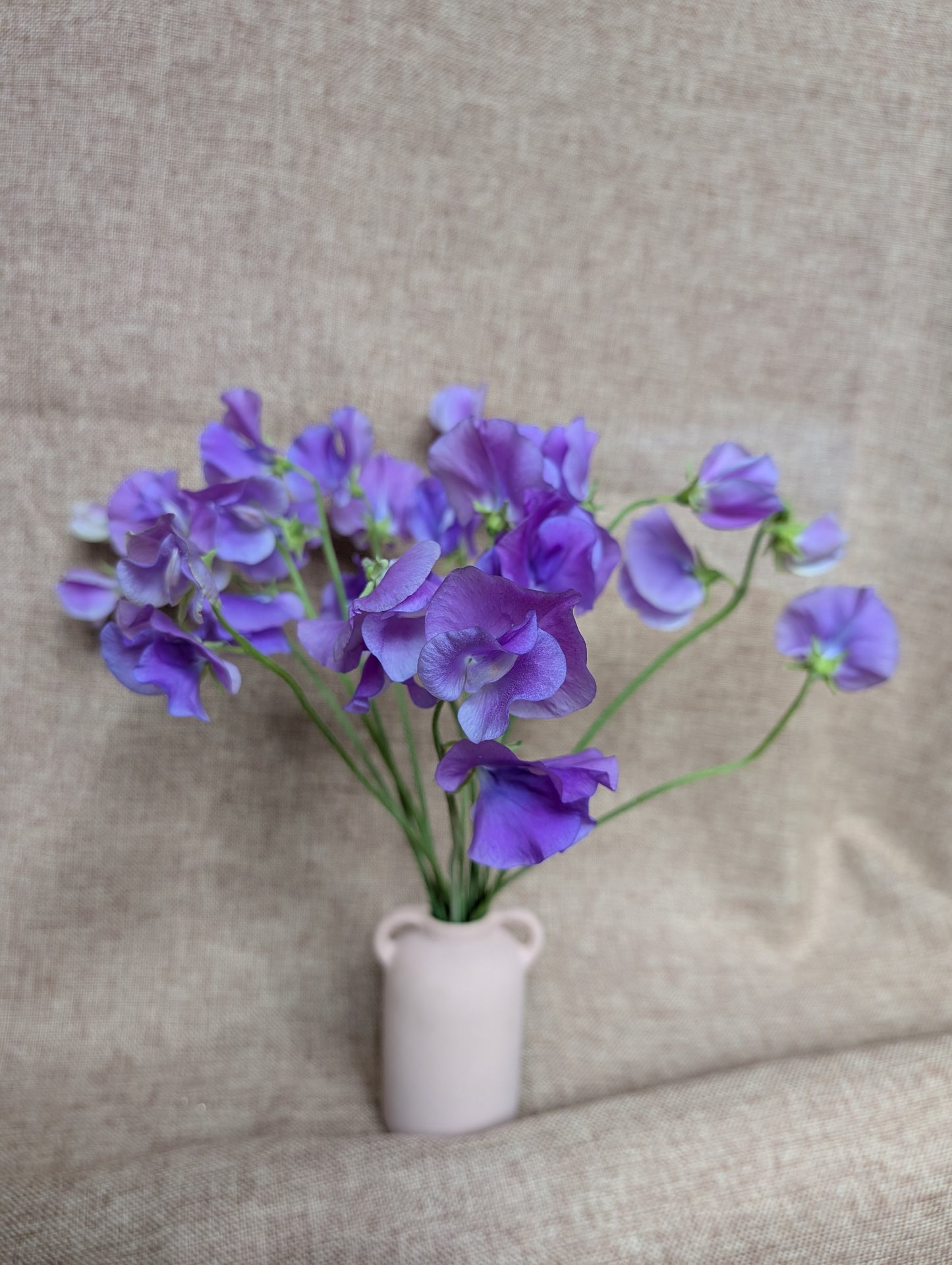 Sweet pea bunch - purplish blue variety 'Blue Velvet'
