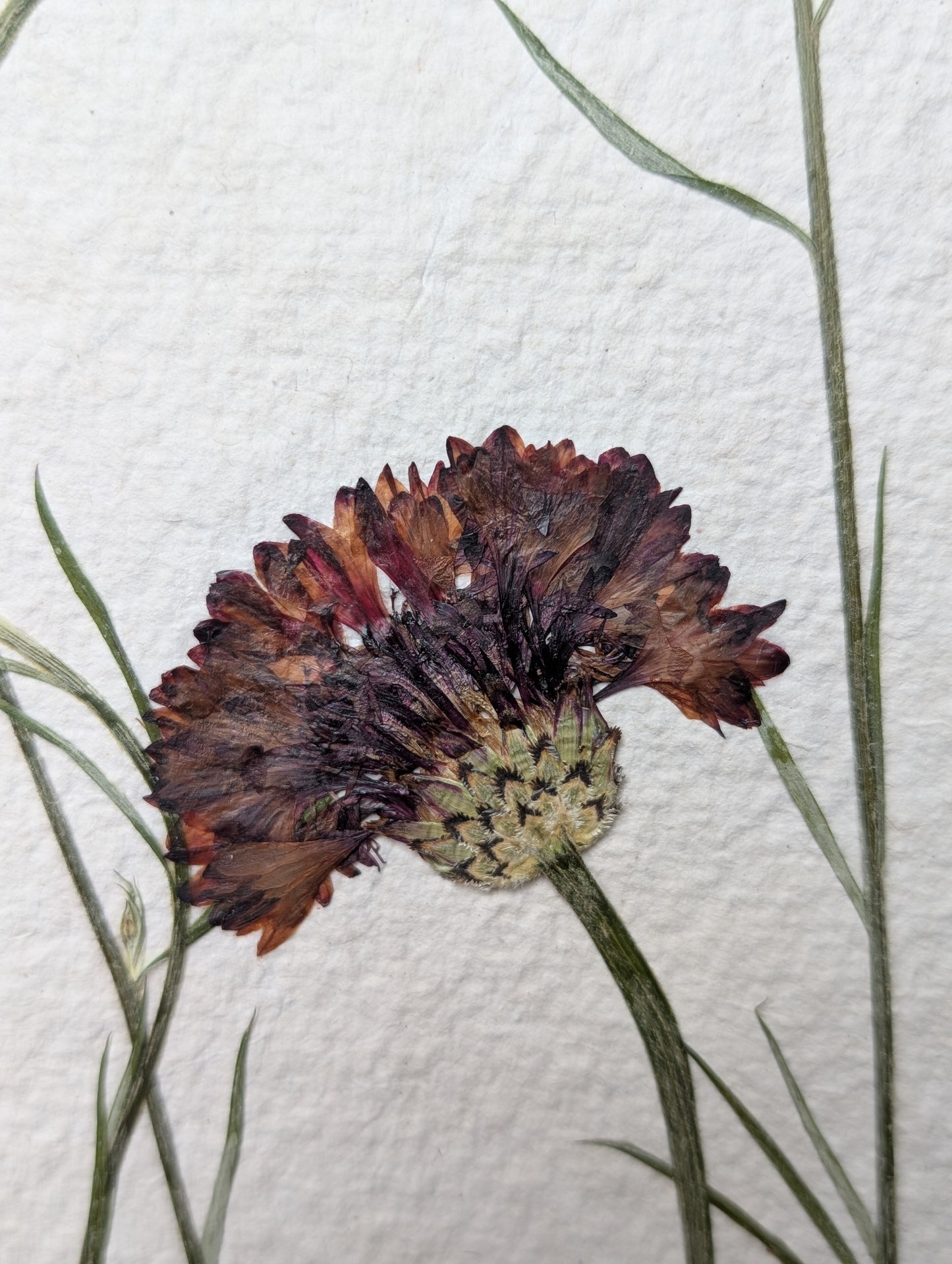 Framed Pressed Flowers: Cornflower field