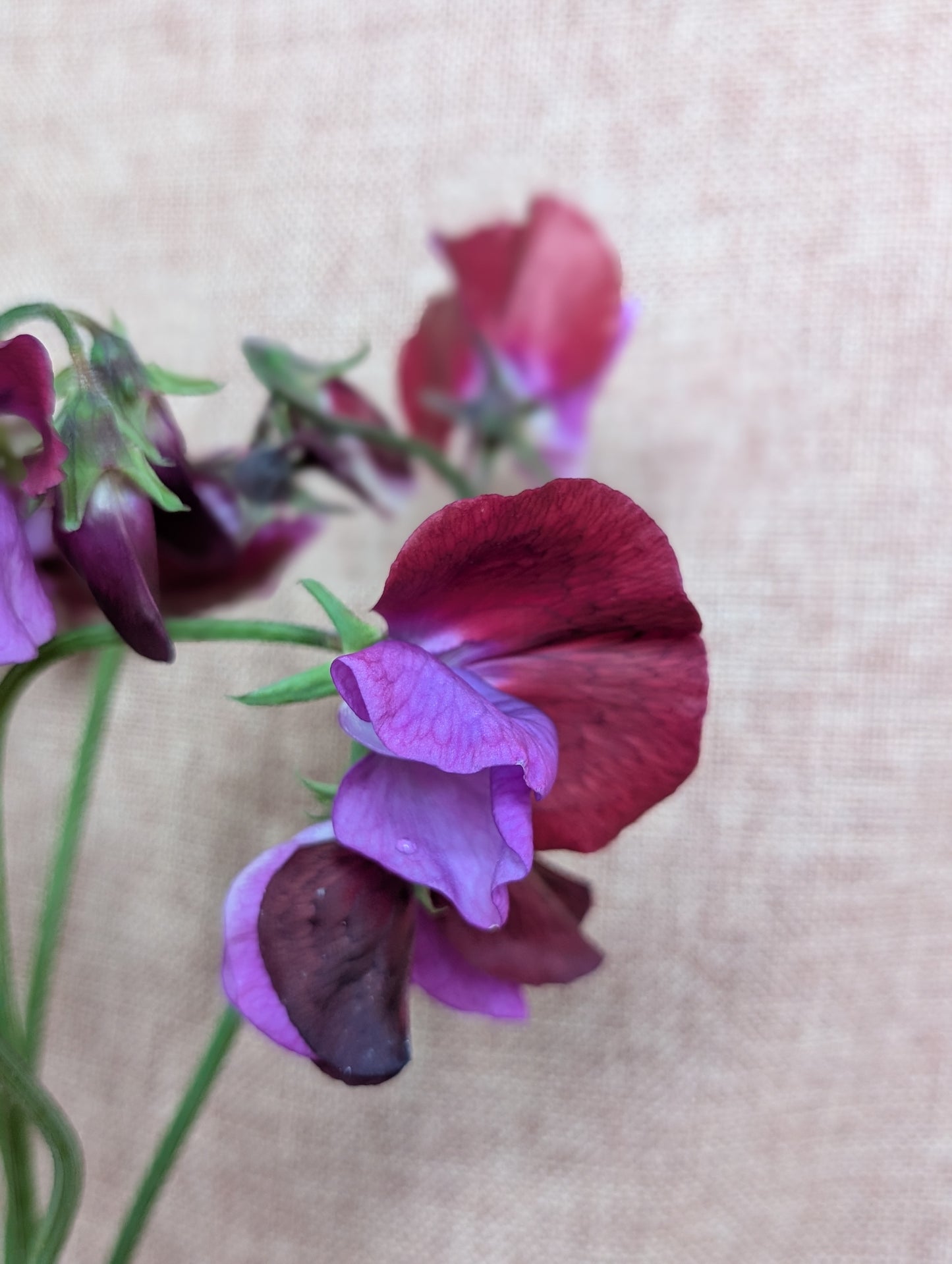 Sweet pea bunch in rich burgundy with purple