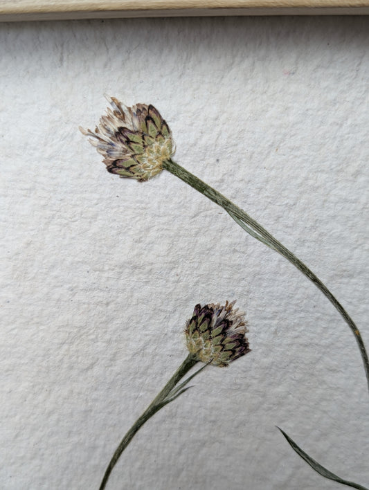 Framed Pressed Flowers: Cornflower field
