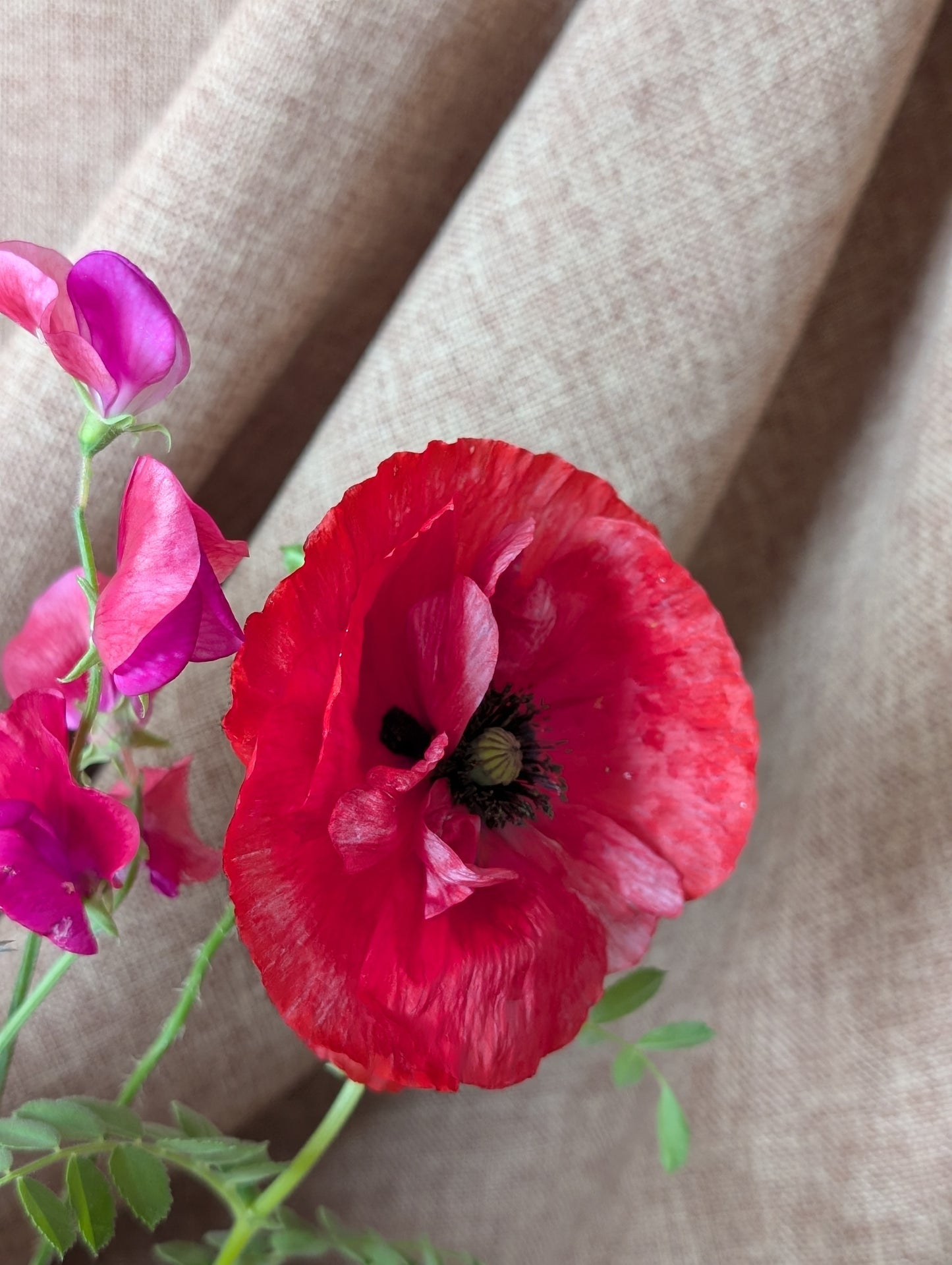 Poppy with sweet pea bunch (free top up to last at least a week)