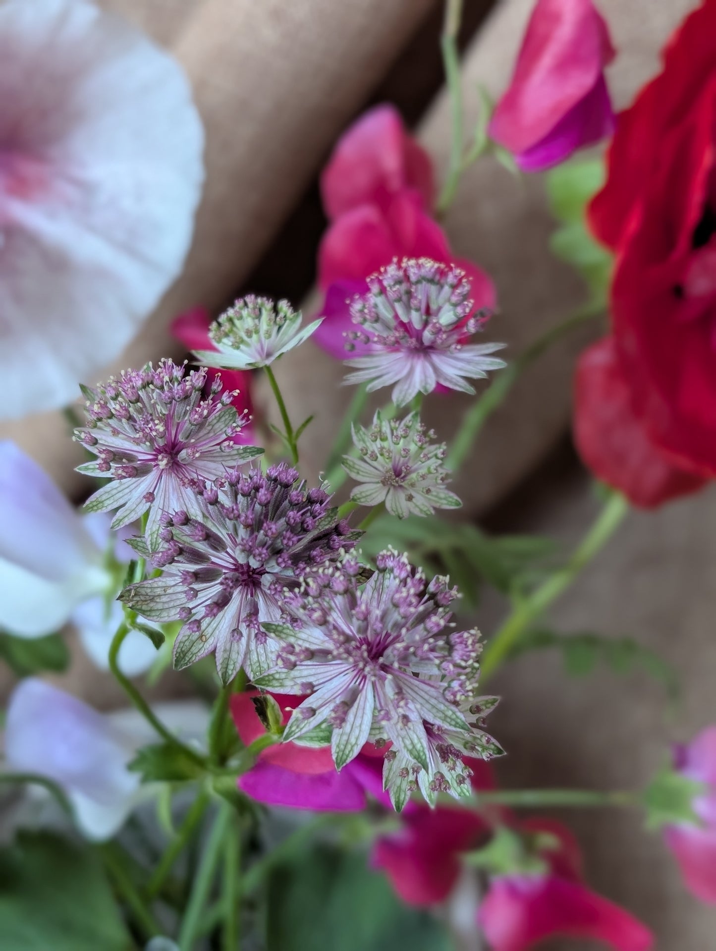 Poppy with sweet pea bunch (free top up to last at least a week)