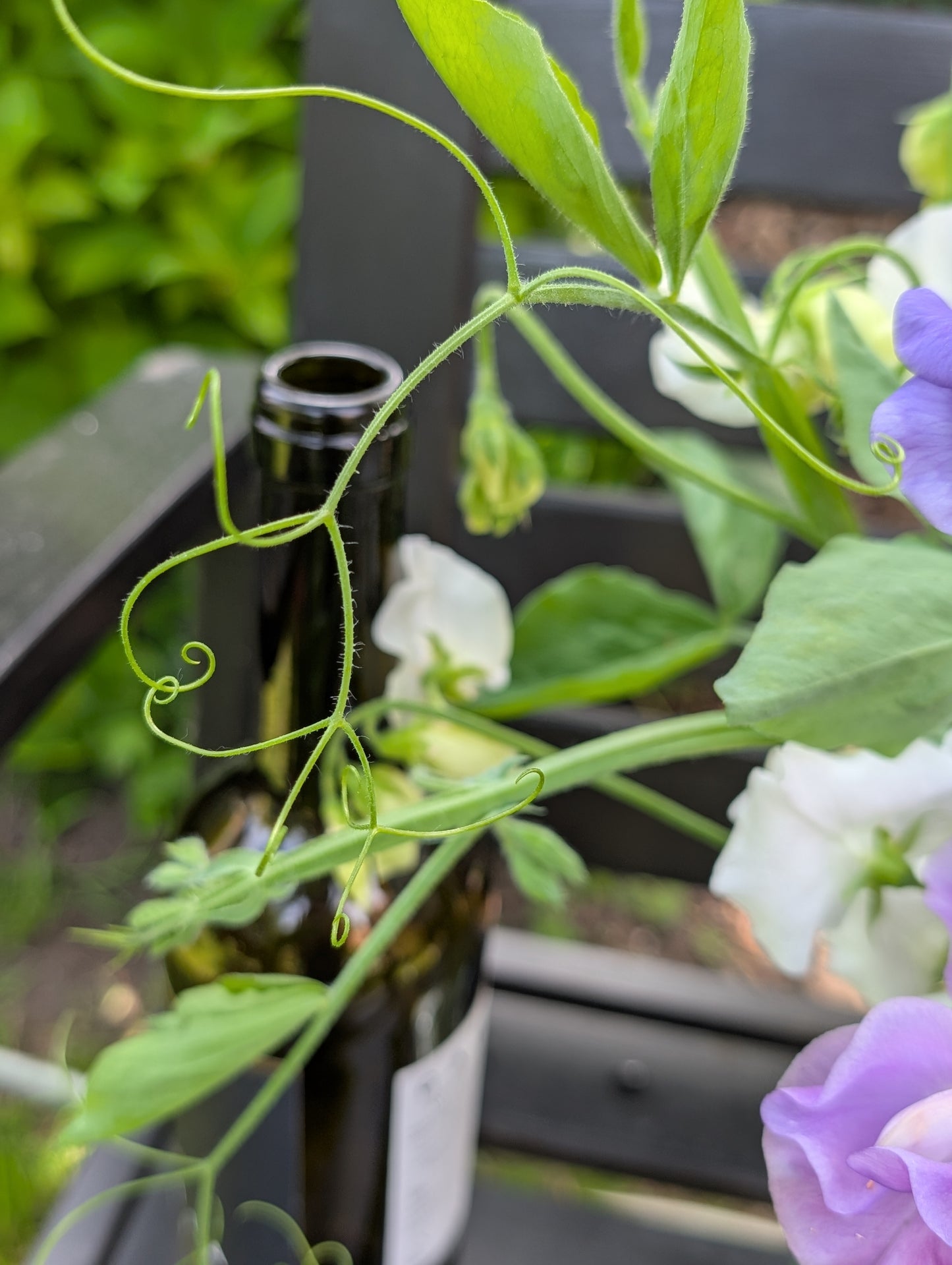 Sweet pea subscription