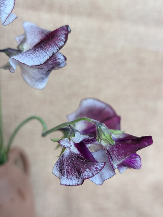 Sweet pea bunch in purple with white
