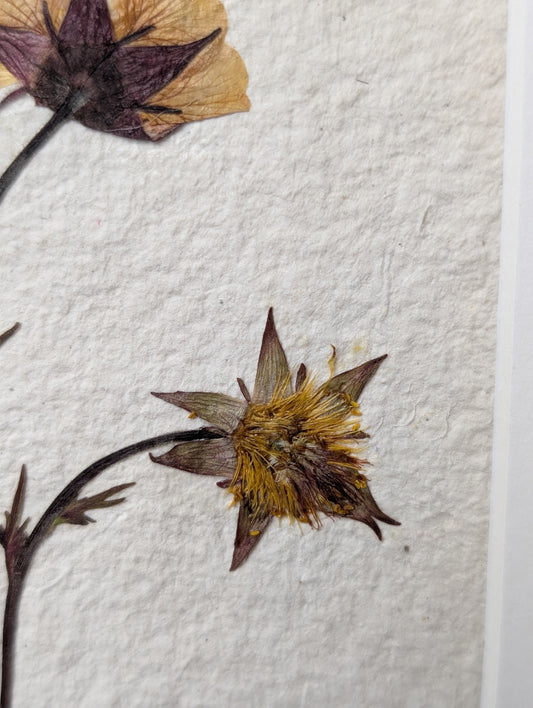 Framed Pressed Flowers: Geum from Spring