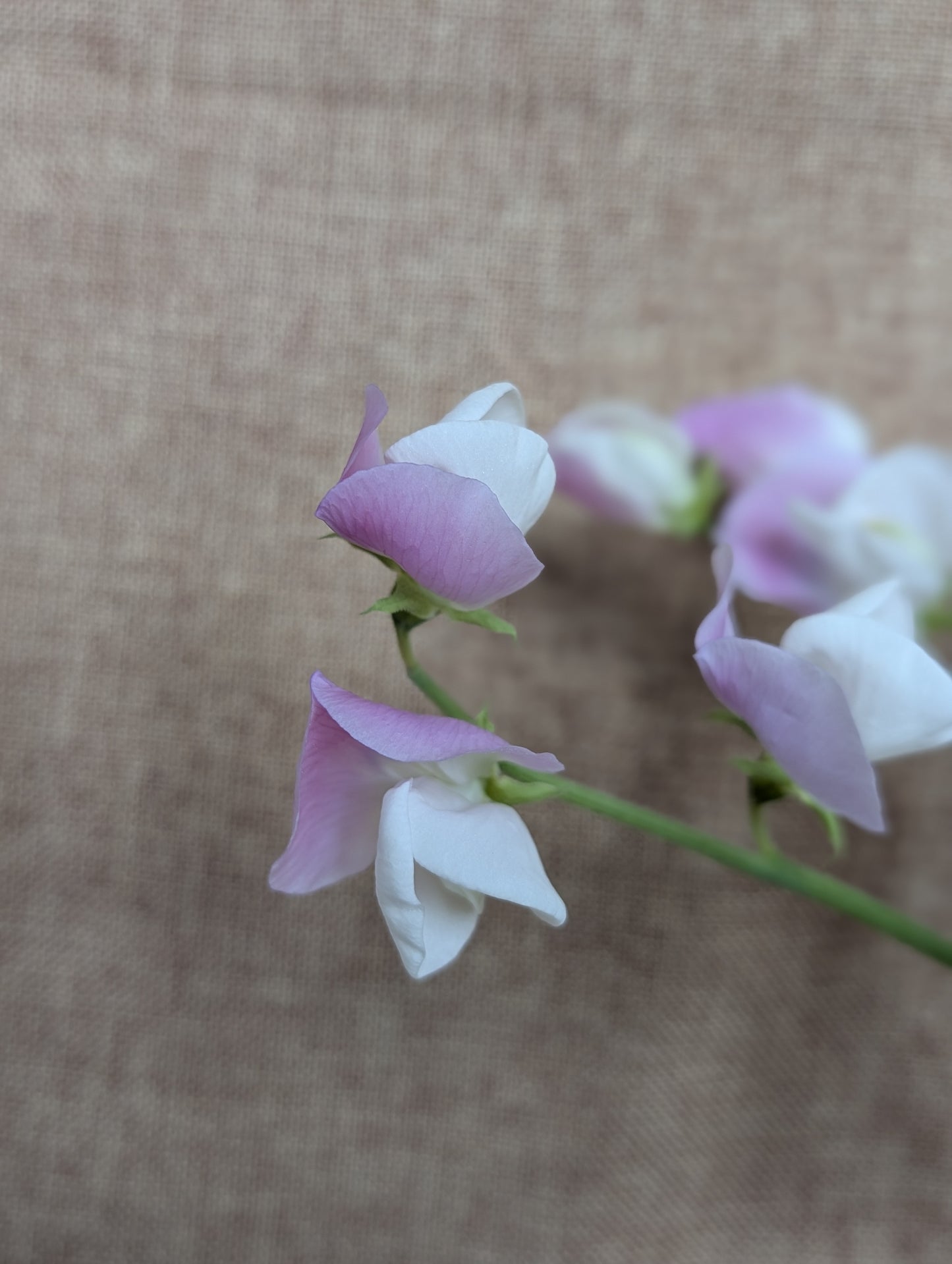 Sweet pea bunch in soft pink and white with great scent