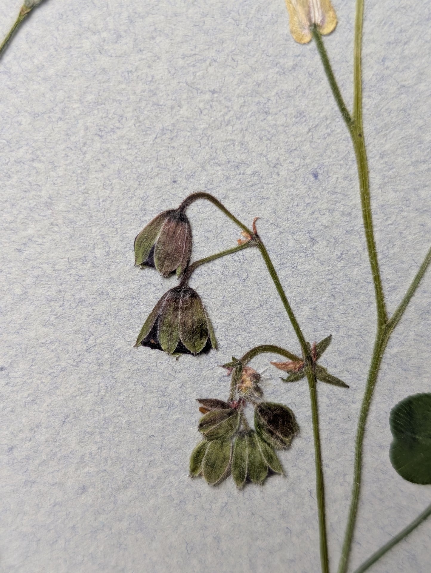 Framed Pressed Flowers: Spring Meadow
