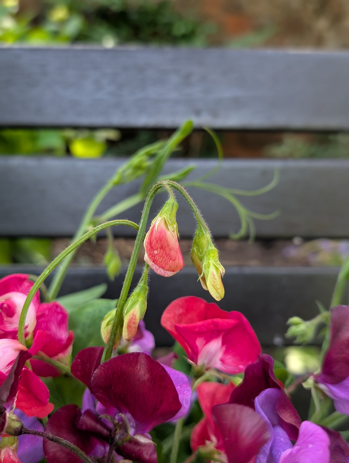 Sweet pea subscription