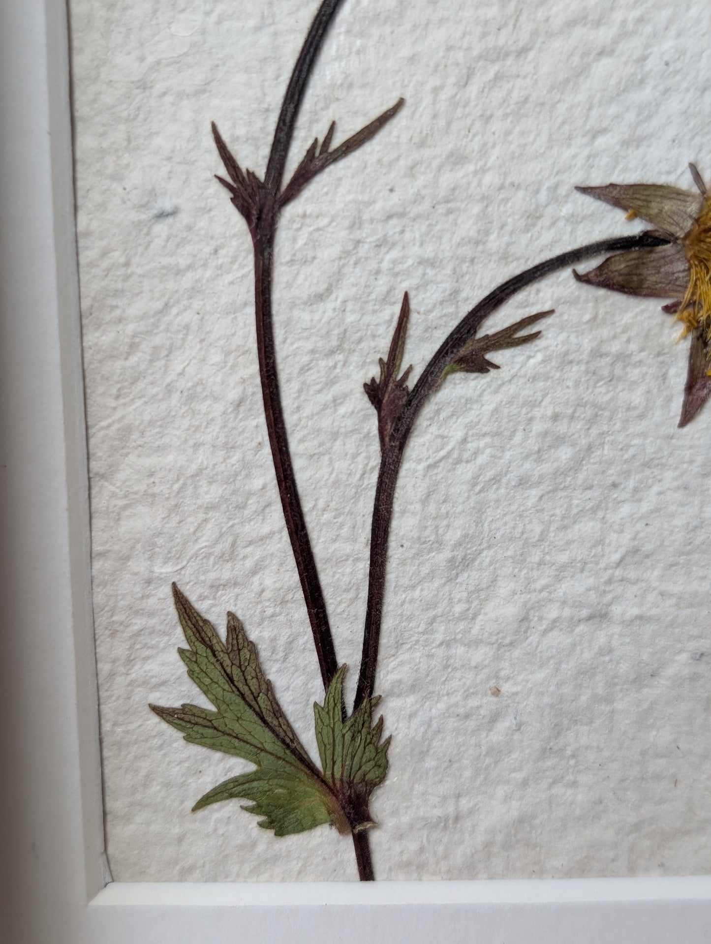 Framed Pressed Flowers: Geum from Spring