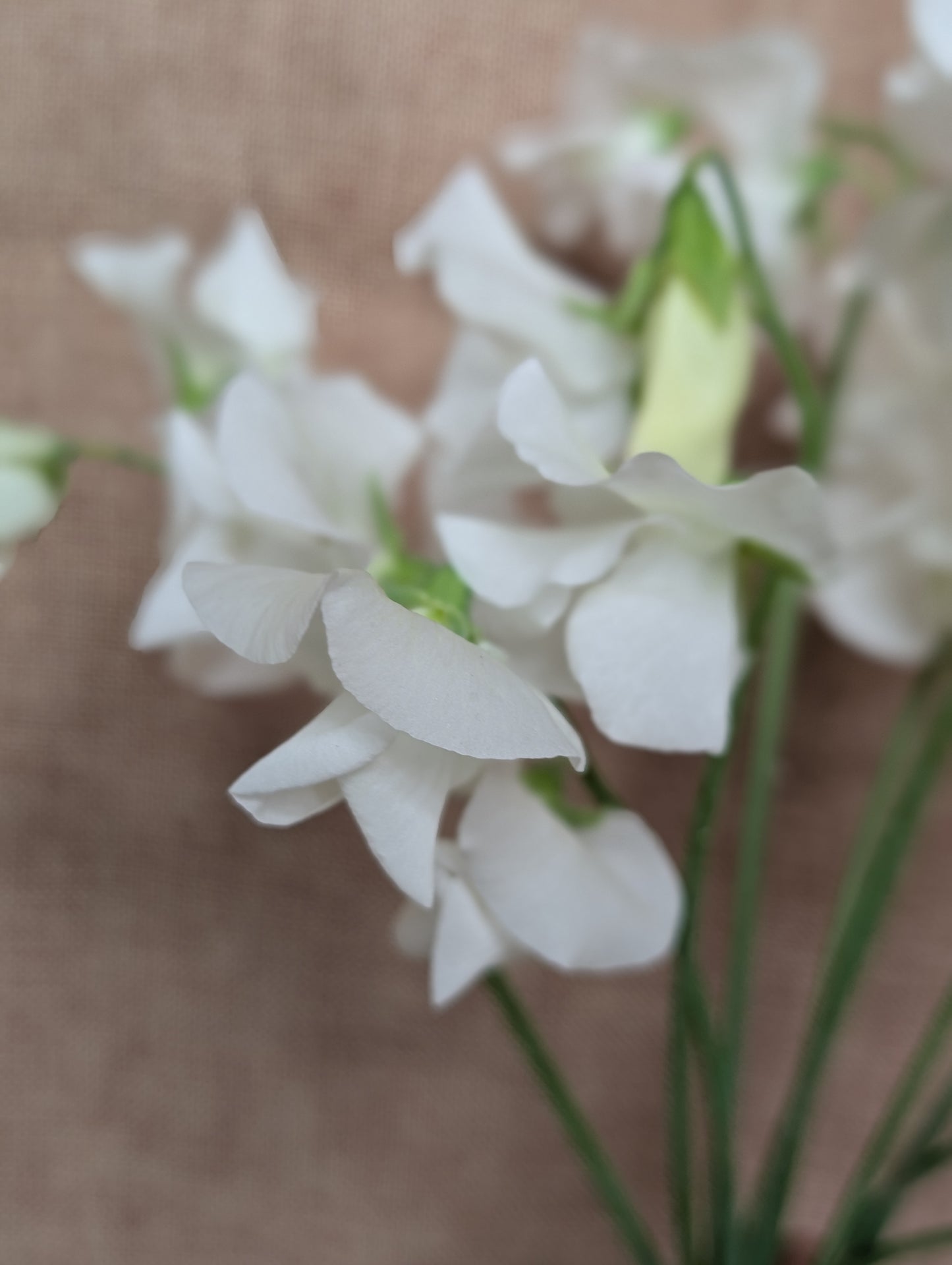 Sweet pea bunch - white variety with great scent