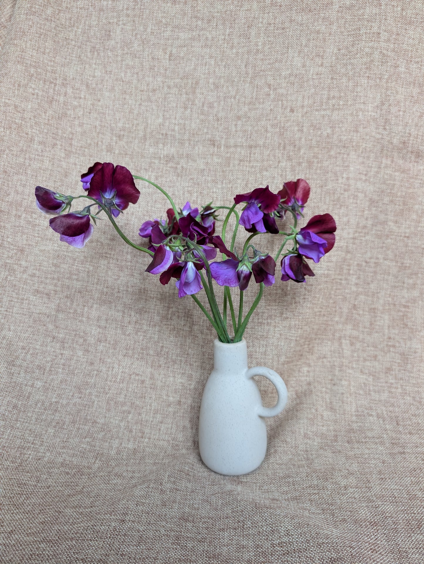 Sweet pea bunch in rich burgundy with purple