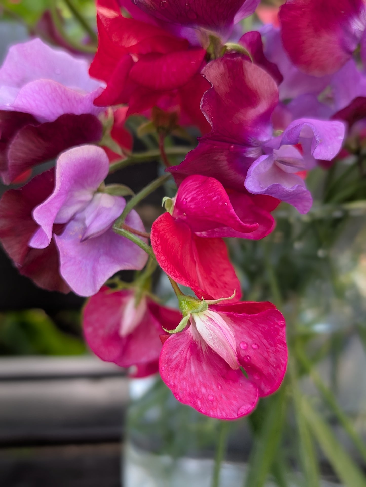 Sweet pea subscription
