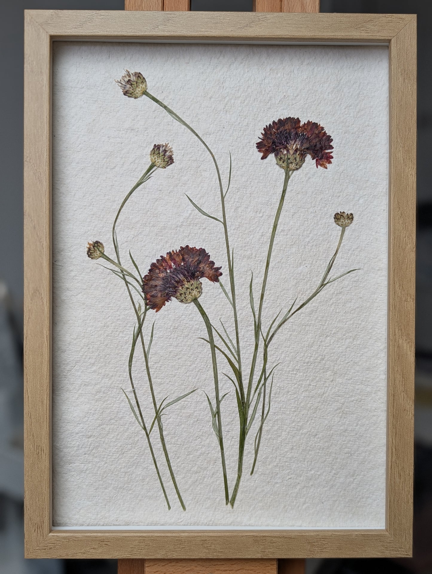 Framed Pressed Flowers: Cornflower field