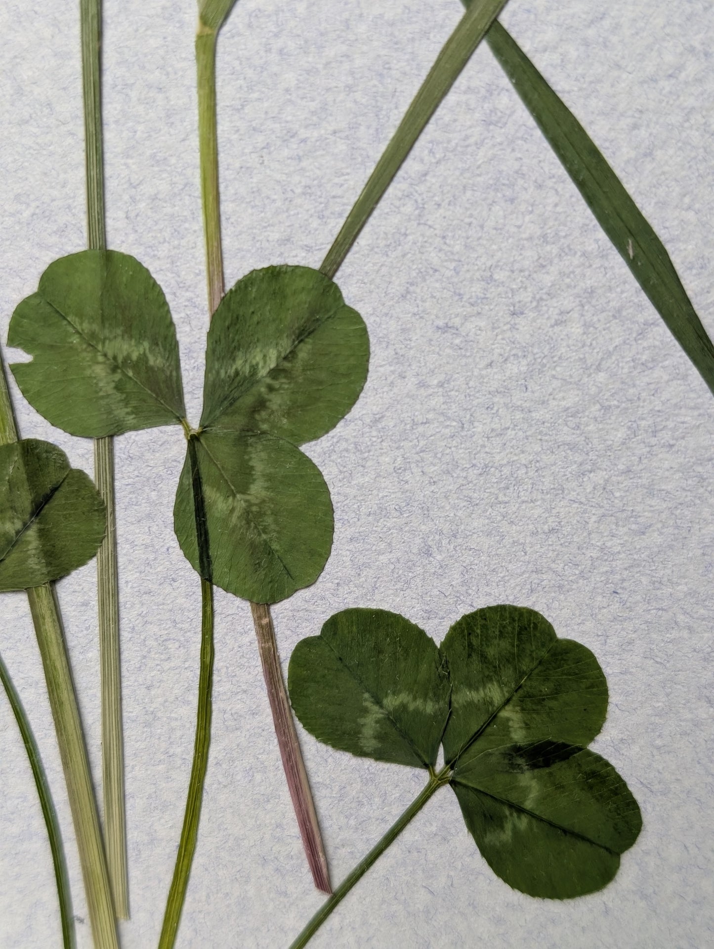 Framed Pressed Flowers: Spring Meadow