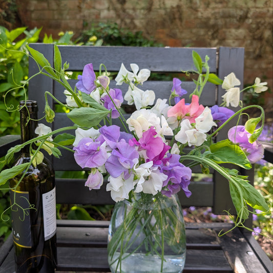 Sweet pea with subscription option