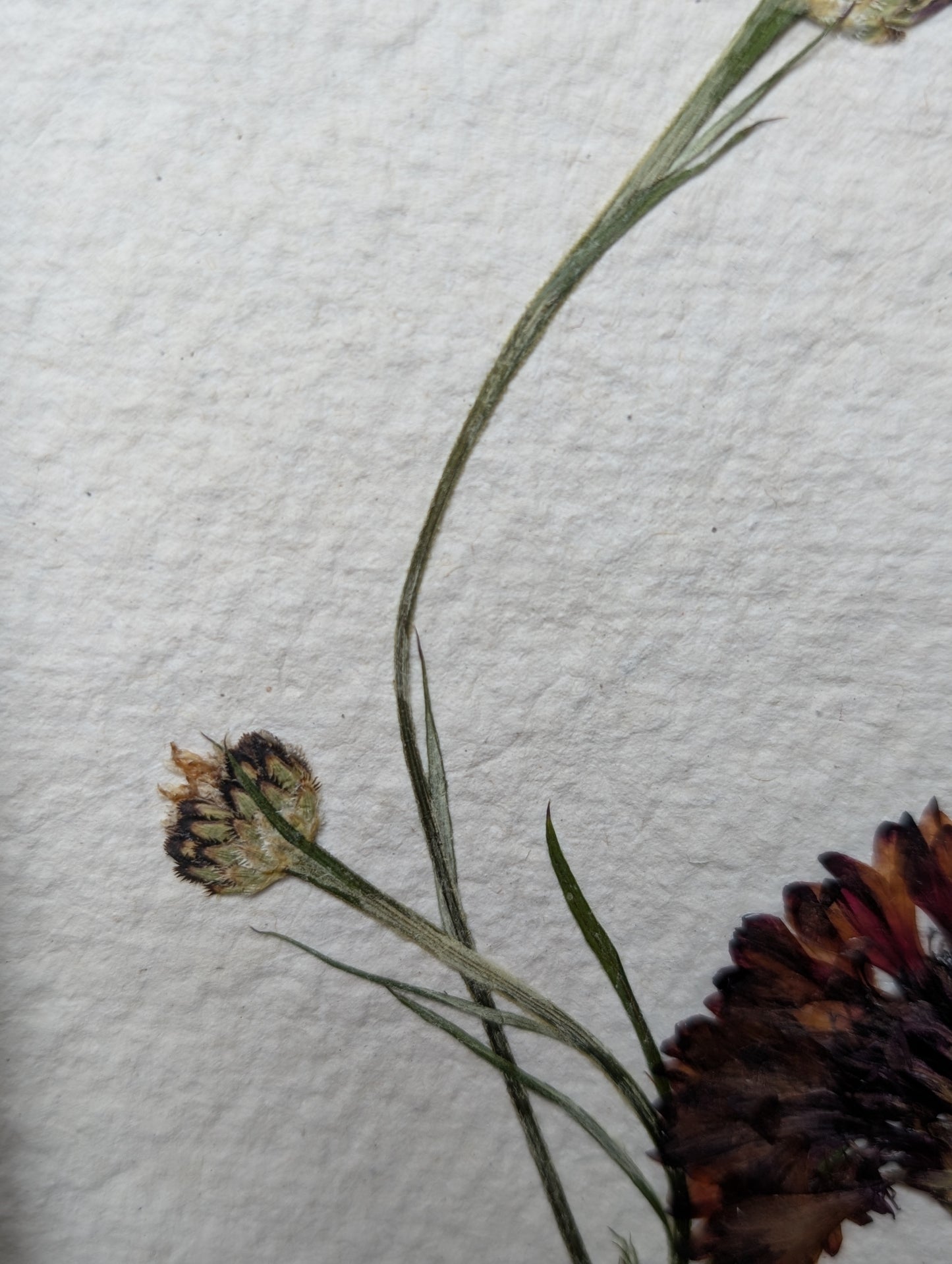 Framed Pressed Flowers: Cornflower field