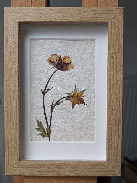 Framed Pressed Flowers: Geum from Spring